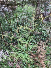 Pteridium esculentum