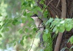 Cyanopica cyanus