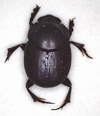Onthophagus bicavifrons