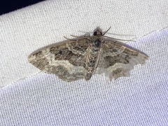 Epirrhoe alternata