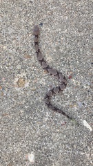 Agkistrodon contortrix