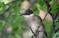 Cyanopica cyanus