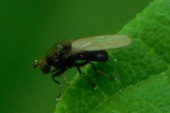 Acalyptratae