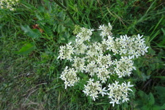 Heracleum sphondylium