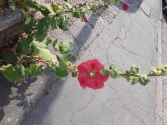 Alcea rosea