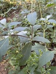 Pycnanthemum