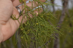 Gyrostemon ramulosus