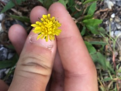 Cichorieae