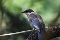 Cyanopica cyanus