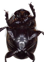 Onthophagus bicavifrons