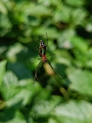 Leucauge decorata