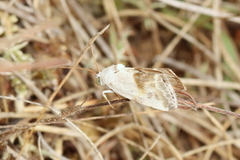 Ponometia candefacta