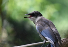 Cyanopica cyanus