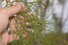 Gyrostemon ramulosus