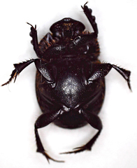 Onthophagus bicavifrons