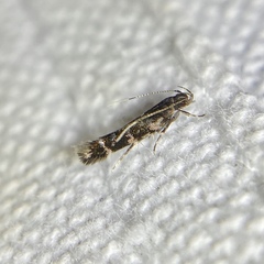 Stagmatophora argyrostrepta