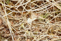 Ponometia candefacta