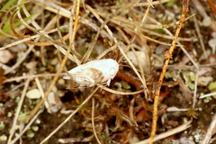 Ponometia candefacta