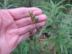 Aconitum baicalense
