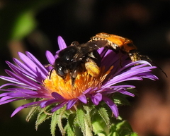 Melissodes bimaculatus