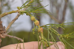 Gyrostemon ramulosus