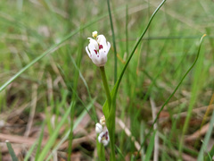 Wurmbea dioica