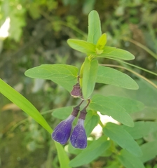 Scutellaria scordifolia