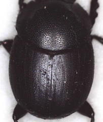 Onthophagus bicavifrons