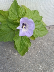 Nicandra physalodes