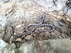 Elaphe quatuorlineata