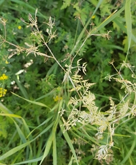 Sphallerocarpus gracilis