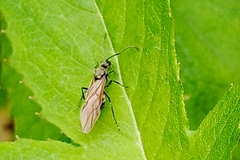 Polyrhachis illaudata