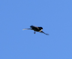 Rhipidura albiscapa