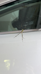 Trichonephila clavata