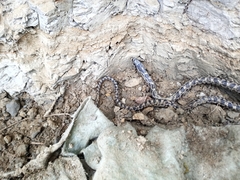 Elaphe quatuorlineata