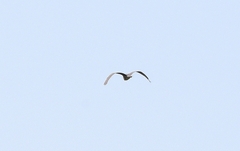 Nycticorax nycticorax