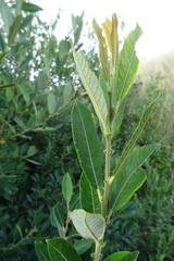 Salix atrocinerea