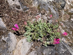Penstemon rupicola
