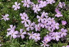 Phlox diffusa