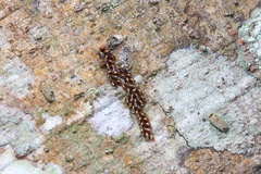 Notobitus