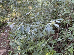 Pycnanthemum