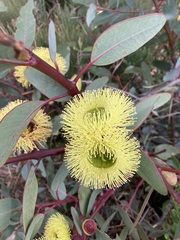 Eucalyptus preissiana