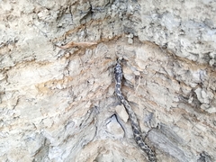 Elaphe quatuorlineata