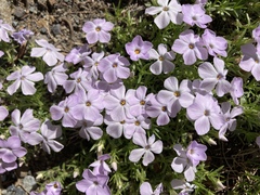 Phlox diffusa
