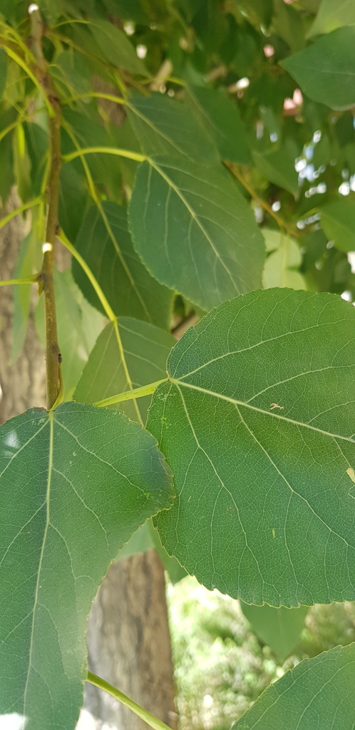 Populus laurifolia; photograph Urgamal Magsar, CC BY, iNaturalist via GBIF
