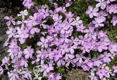 Phlox diffusa