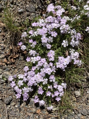 Phlox diffusa