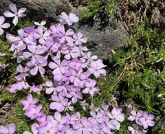 Phlox diffusa