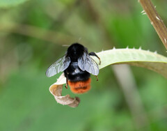 Bombus lapidarius