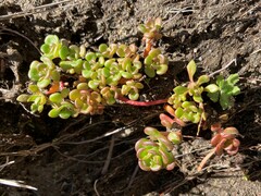 Sedum oreganum